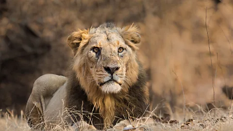 Getty Images Some dragon myths may have been inspired by lions, which were once widespread (Credit: Getty Images)