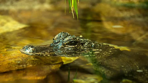 Getty Images A Chinese alligator (Credit: Getty Images)