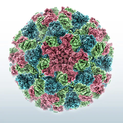 Alamy The surface proteins that make up the outer coat of norovirus act like a suit of armour, meaning it can be tough to kill (Credit: Alamy)