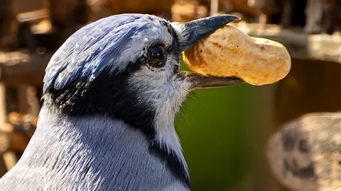 Getty Images Eurasian jays mate for life, so the offerings they make are gifts and not just bribes for a chance to mate (Credit: Getty Images)