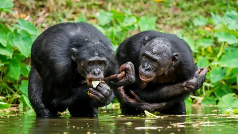 Alamy Humanity's closest relative, bonobos, sometimes offer gifts to other bonobos who are members of different groups (Credit: Alamy)