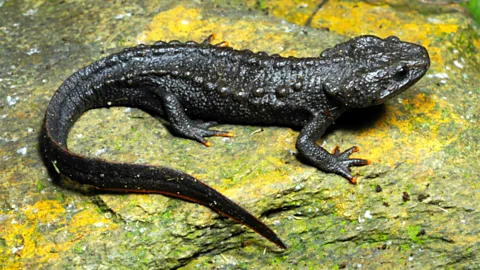 Nikolay A Poyarkov The new crocodile newt Tylototriton koliaen has distinctive orange tips to its toes (Credit: Nikolay A Poyarkov)