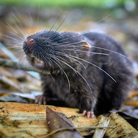 Ronald Diaz/ Conservation International This semi-aquatic mouse – a species of Daptomys – is thought to be new to science (Credit: Ronald Diaz/ Conservation International)