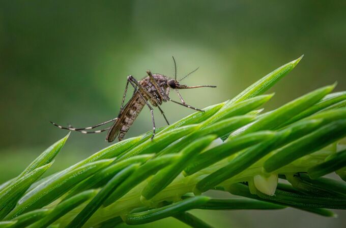 Imagen de un mosquito