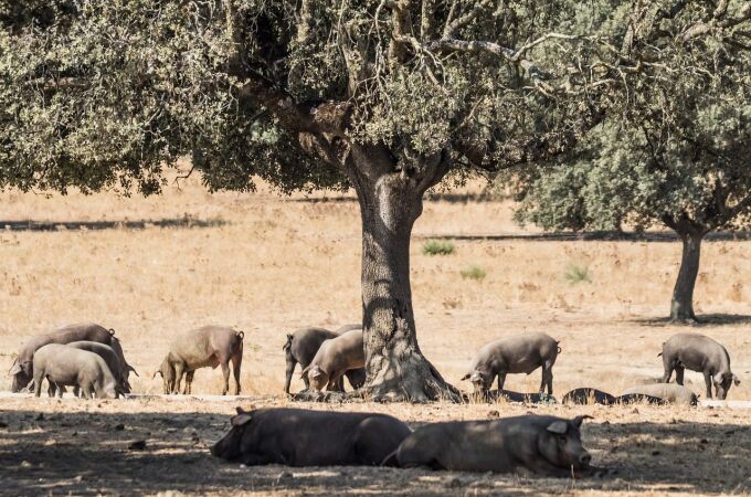 Dehesa en Extremadura