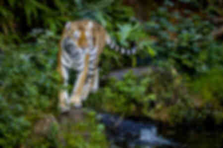 Amur Tiger