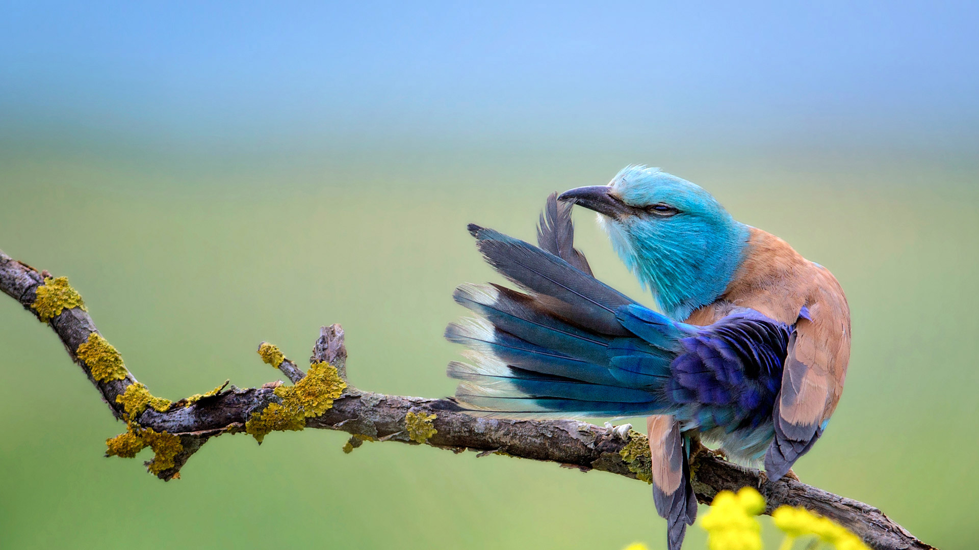 Coracias Garrulus