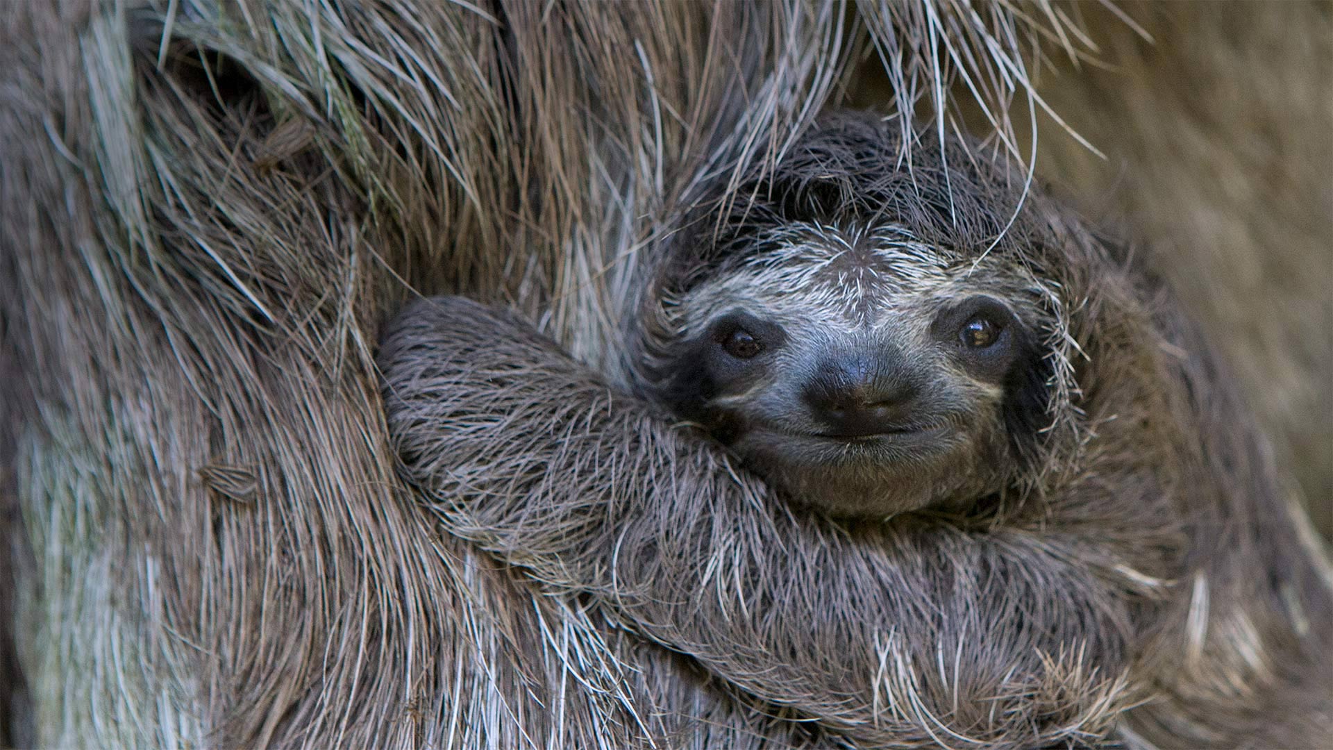 Baby Sloth