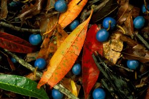 Blue Quandong Currumbin