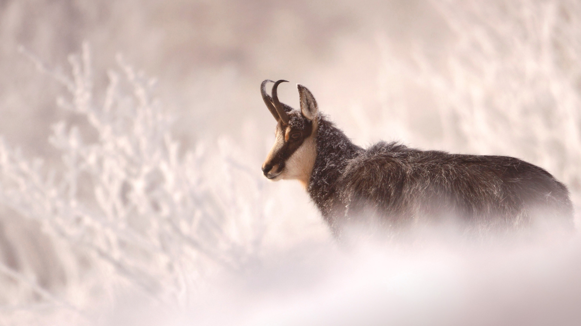 Chamois France