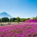 Fuji Sakura