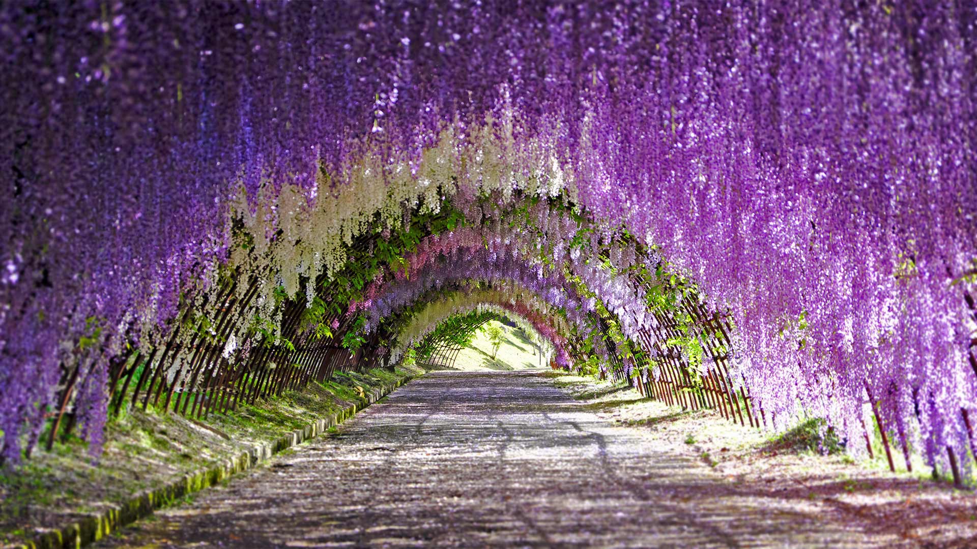 Wisteria Tunnel