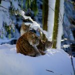 Germany Lynx