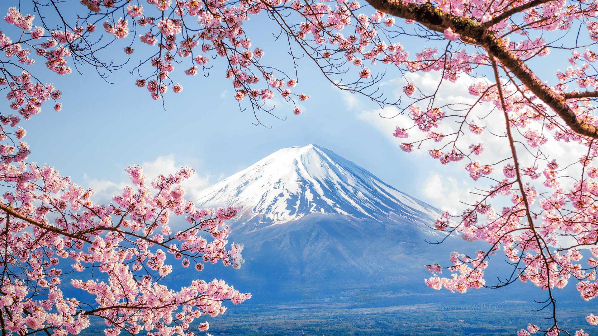 Fujisan Sakura