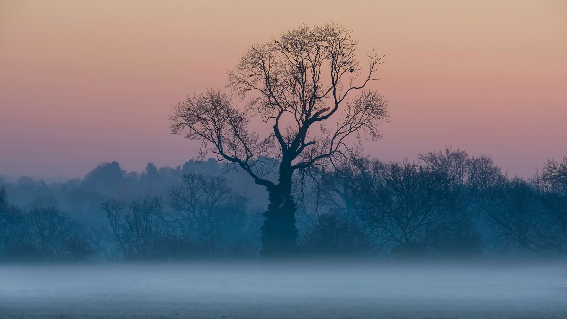 Misty Trees