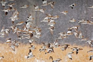 Snow Buntings