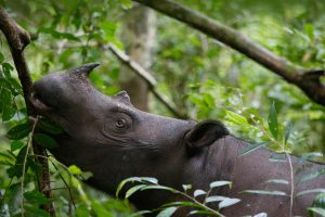 Sumatran Rhino