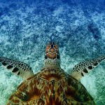 Hawksbill Turtle