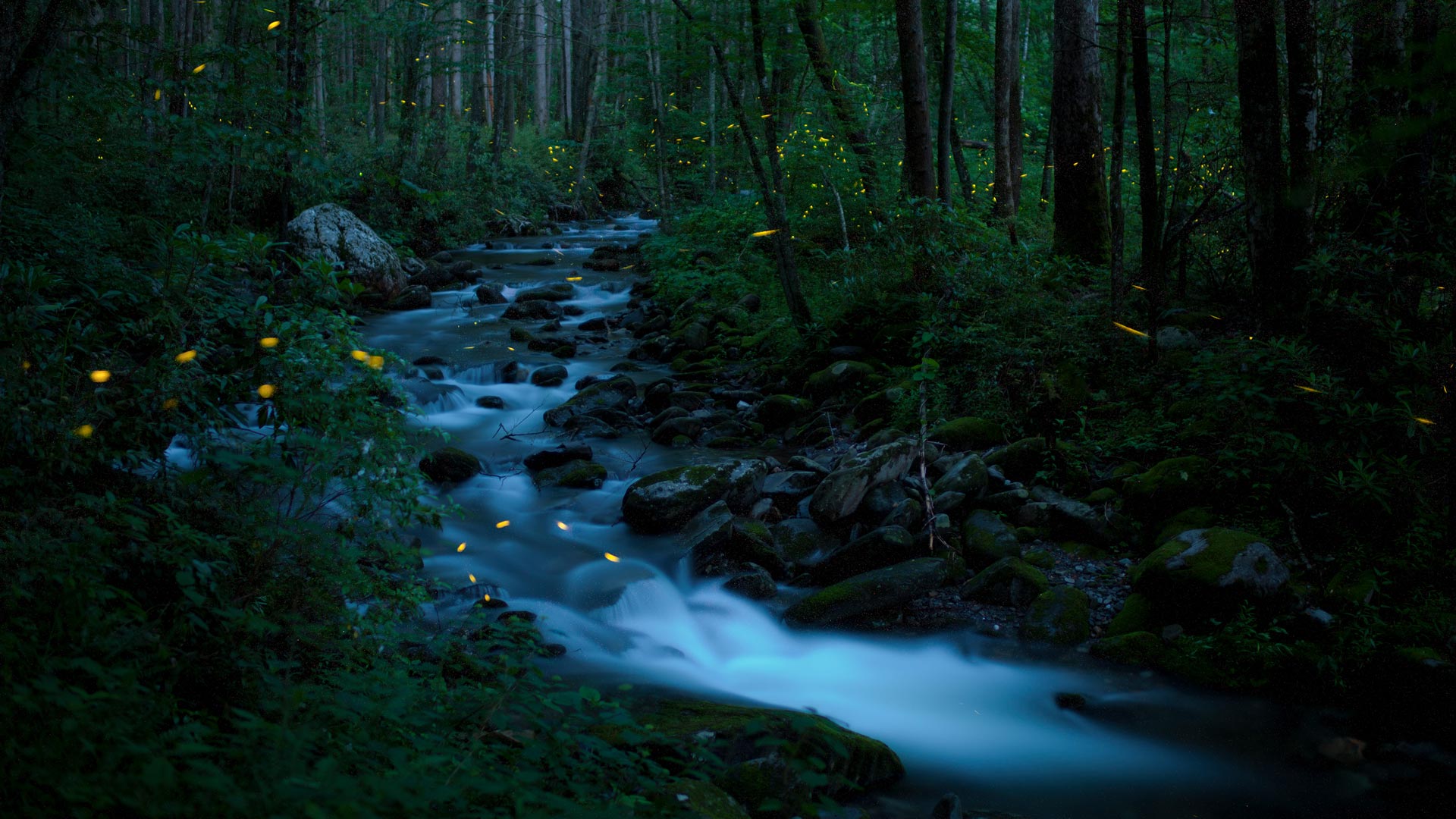 Smoky Fireflies