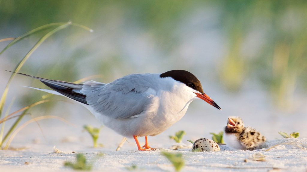 Tern Father