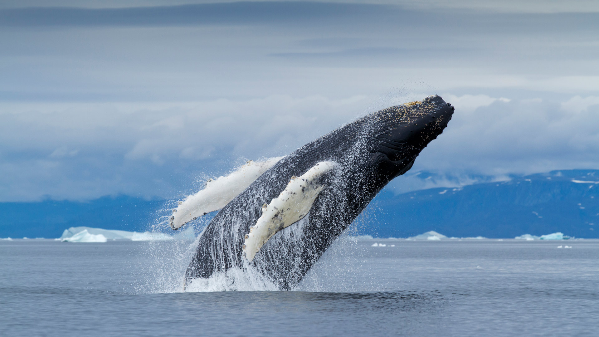 Greenland Humpback