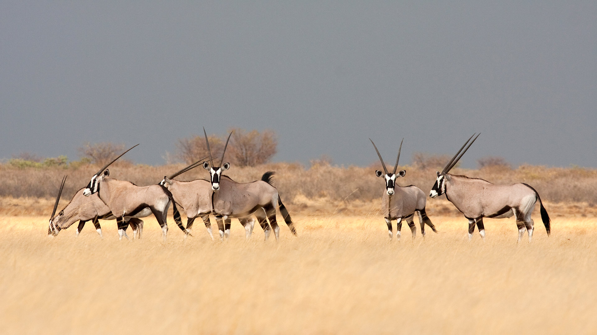 Gemsbok Botswana