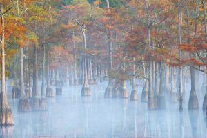 Autumn Cypress