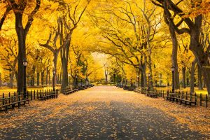 Central Park Autumn