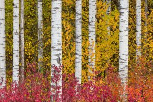 Aspen Trees