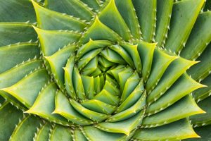 Fibonacci Aloe