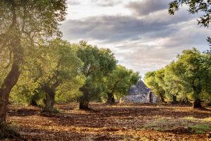 Trulli Grove