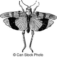 Acrididae Vector Clipart EPS Images. 20 Acrididae clip art vector.