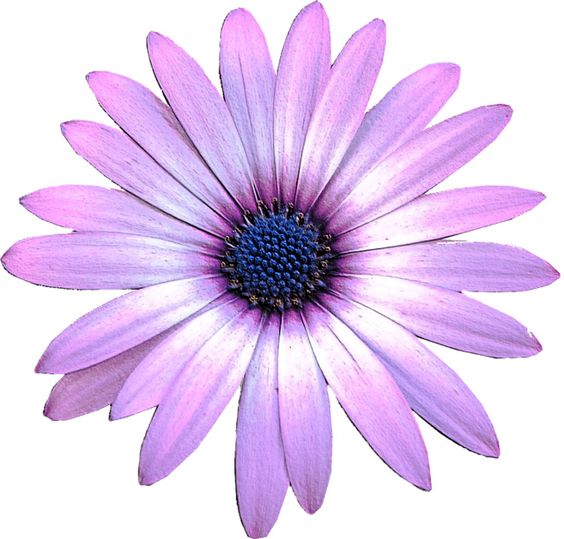 51 Free Daisy Clip Art.