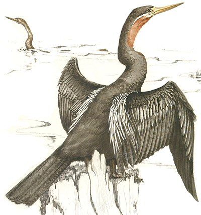 African Darter.