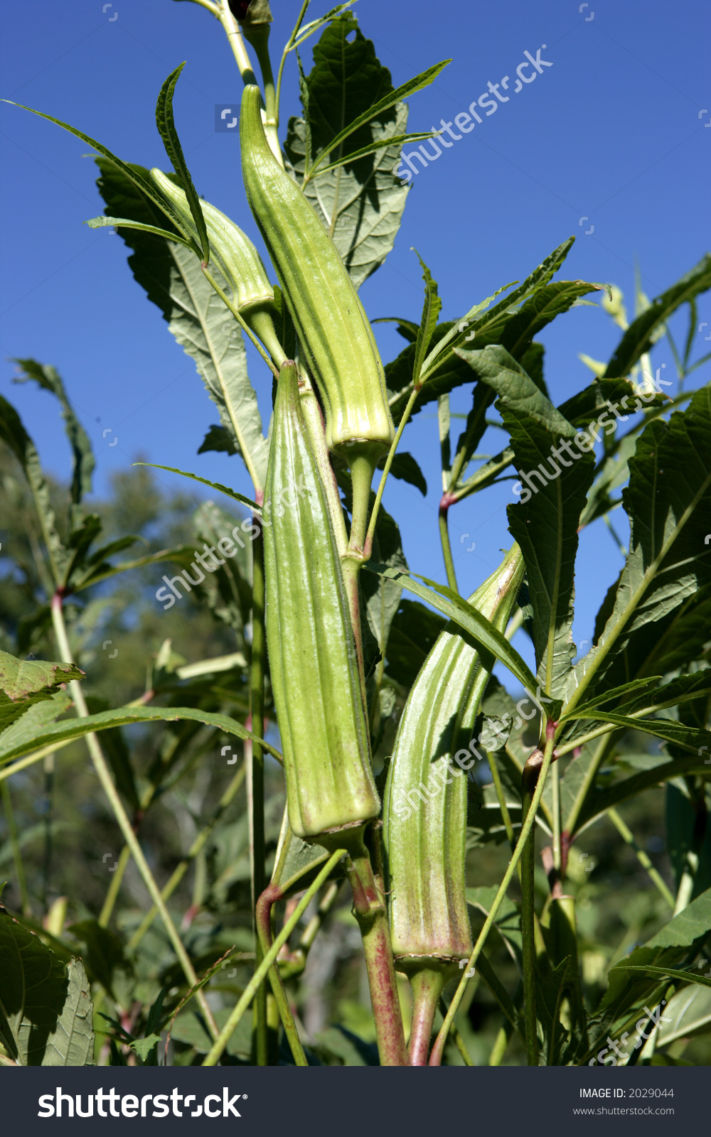 Okra Growing On Stalk In Garden Stock Photo 2029044 : Shutterstock.