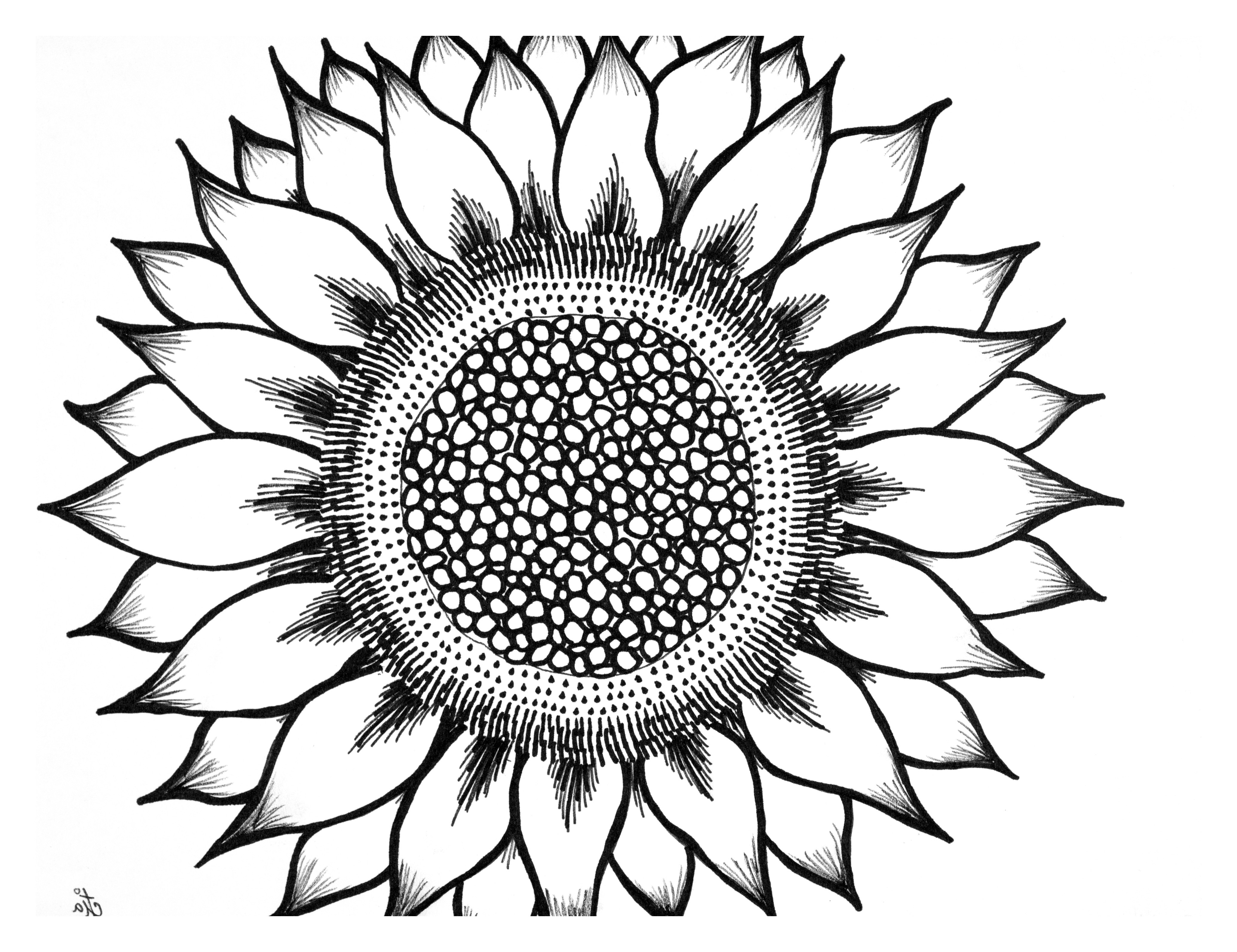 Free Black And White Sunflower Drawing, Download Free Clip.