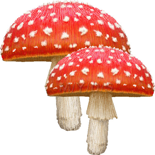 Fly Agaric, Fly Amanita, Amanita Muscaria clipart / Free clip art.