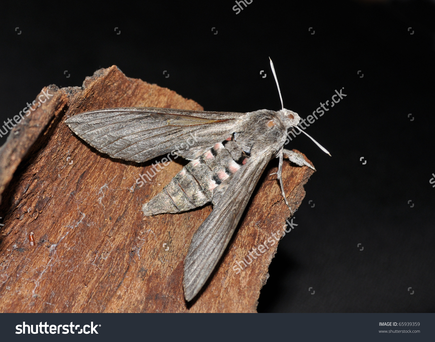 Big Hawkmoth Sphinx Convolvuli Agrius Convolvuli Stock Photo.