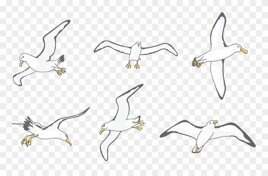 Download Albatross Drawing Wing.