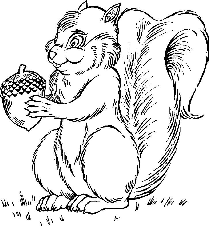 Free Black And White Squirrel Clipart, Download Free Clip.