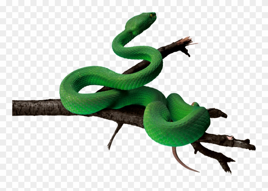 Anaconda Png Pic.