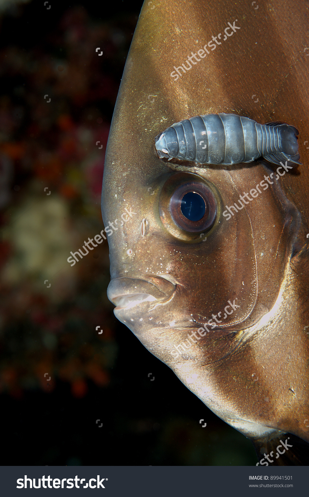 Batfish Copepod Stock Photo 89941501.