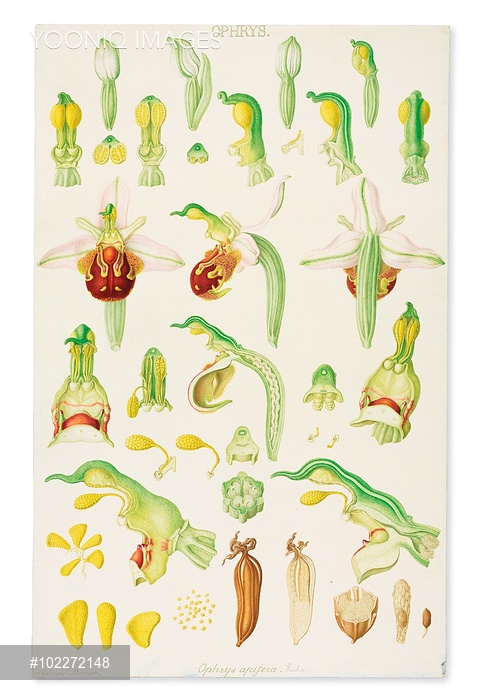 Watercolour from Delineation of exotic plants cultivated in the.