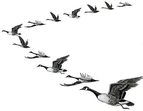 Clip Art Flying Geese Clipart.