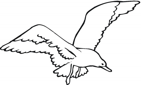 Free Seagull Black And White Clipart, Download Free Clip Art.