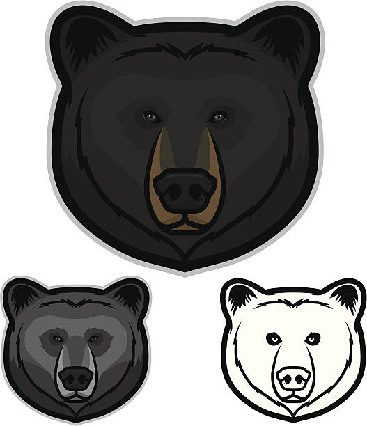 Best Black Bear Illustrations, Royalty.