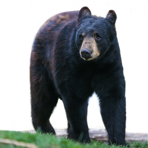 Black Bear Png (105+ images in Collection) Page 1.