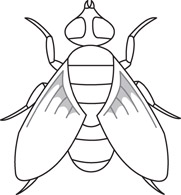 2539 Fly free clipart.