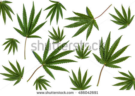 Set Wetland Plants Simplified Image Reed Stock Vector 252590158.