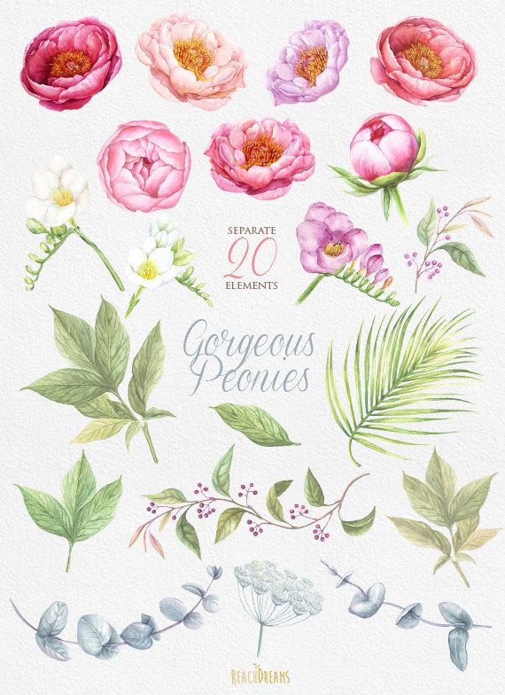 Peonies Watercolor Flowers Clipart. BOHO, Hand painted Wate.